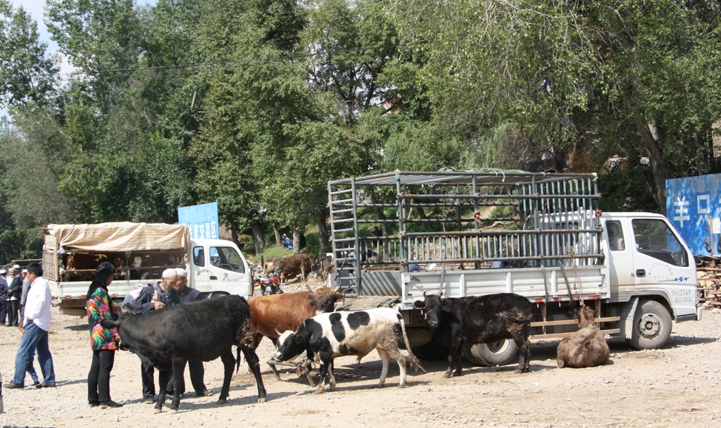 Livestock Market, Gansu Province, China