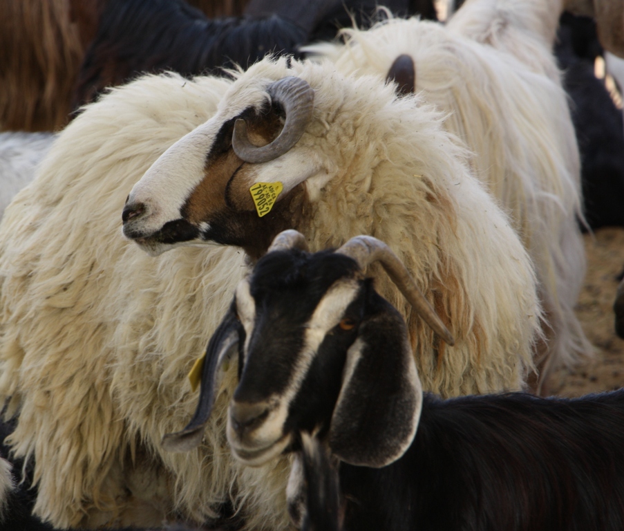 Goat Market, Al Ain, Abu Dhabi, United Arab Emirates