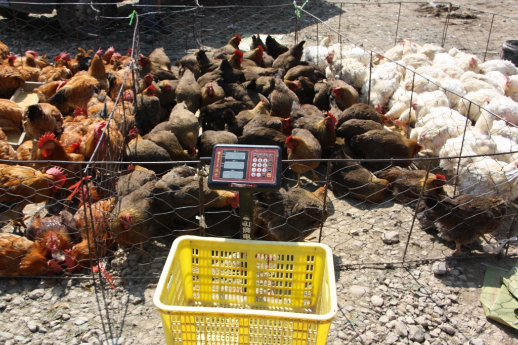 Livestock Market, Gansu Province, China