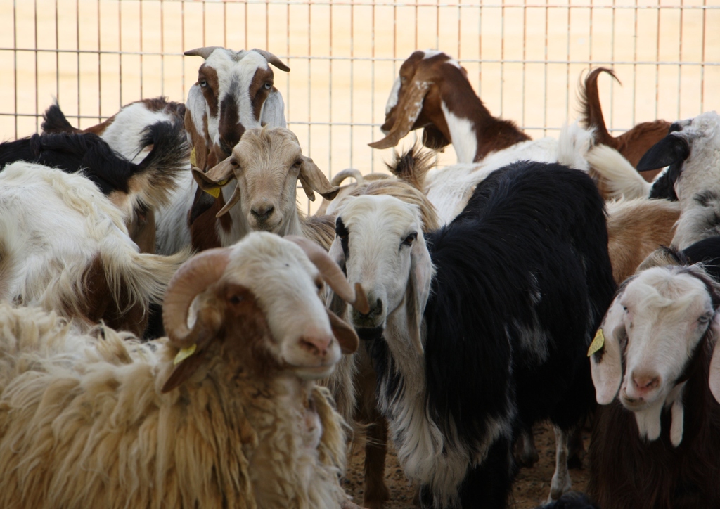 Goat Market, Al Ain, Abu Dhabi, United Arab Emirates