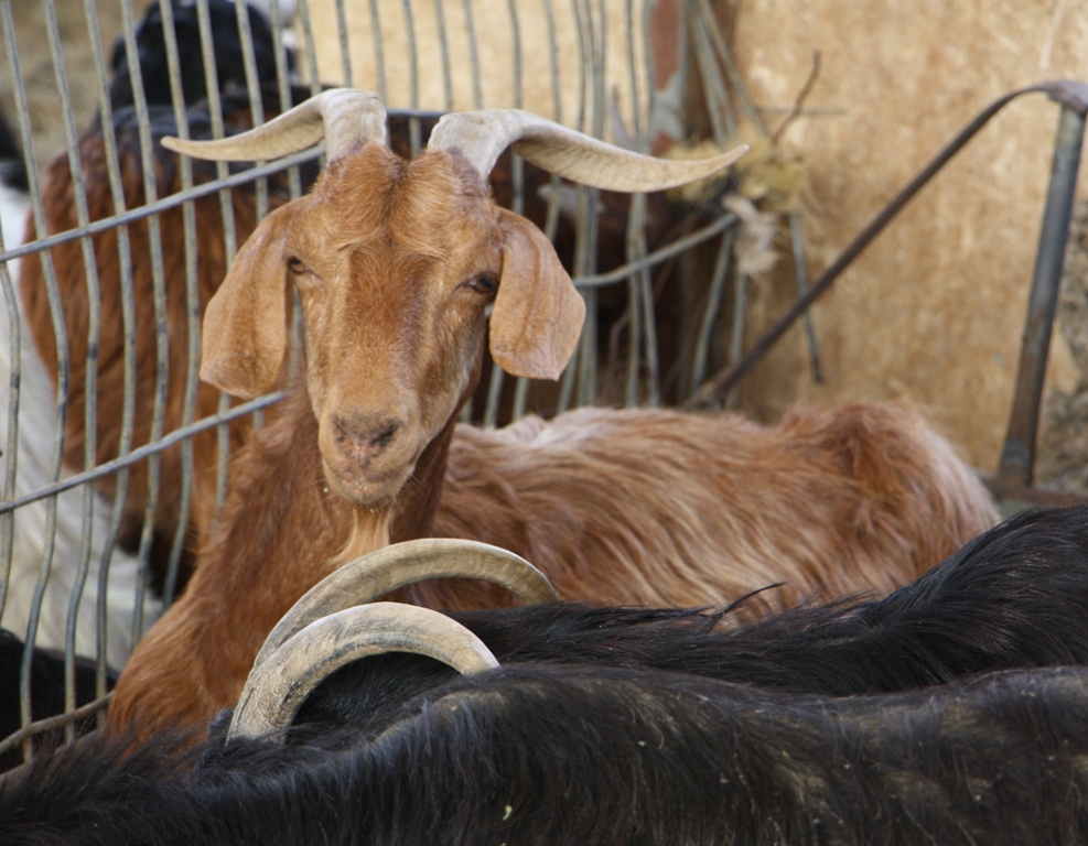 Goat Market, Al Ain, Abu Dhabi, United Arab Emirates