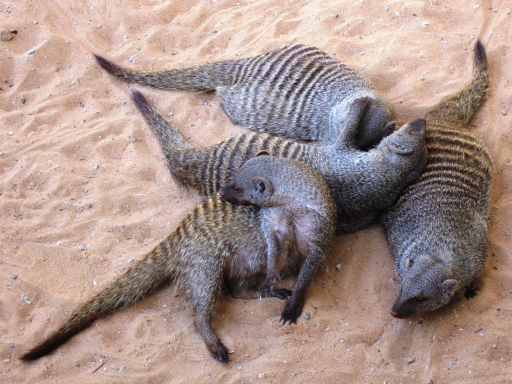 Banded Mongoose, Al Ain Zoo, Abu Dhabi, United Arab Emirates