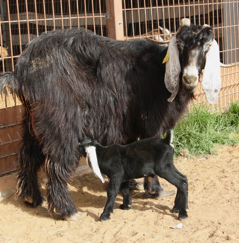 Goat Market, Al Ain, Abu Dhabi, United Arab Emirates