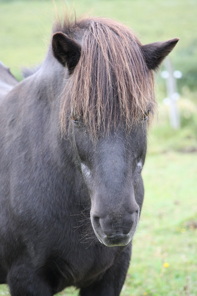 Icelandic Horse