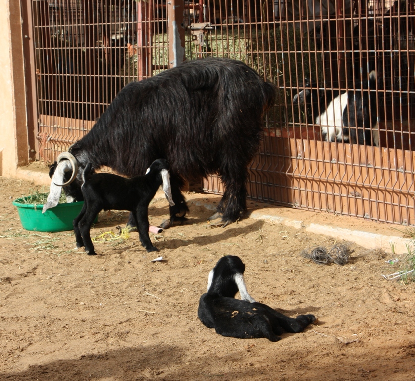 Goat Market, Al Ain, Abu Dhabi, United Arab Emirates