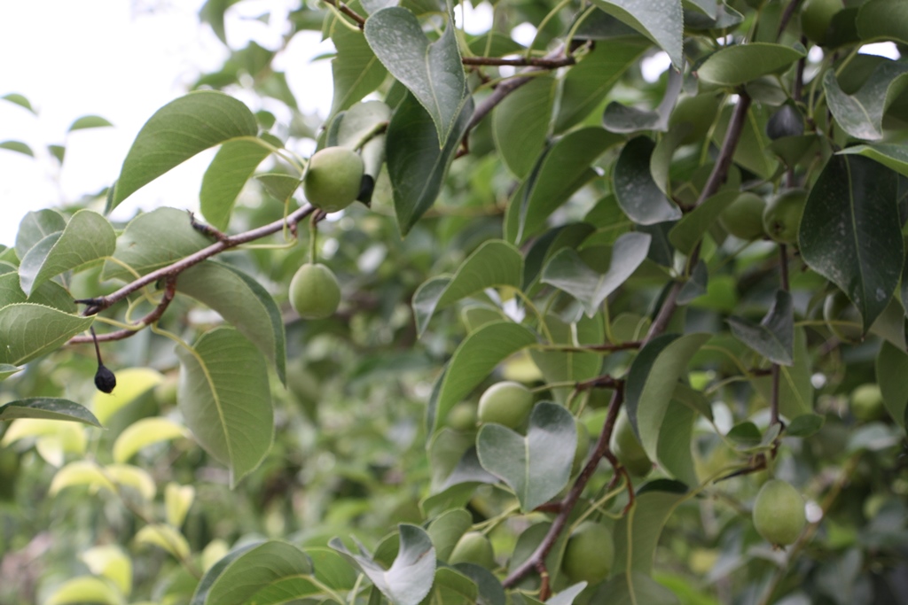 Fragrant Pear Orchard, Korla, Xinjiang, China