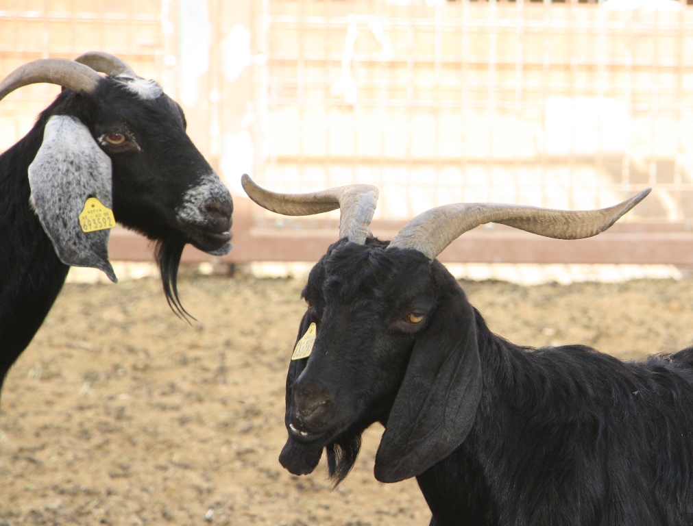 Goat Market, Al Ain, Abu Dhabi, United Arab Emirates