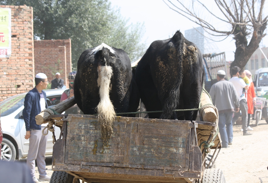 Livestock Market, Gansu Province, China