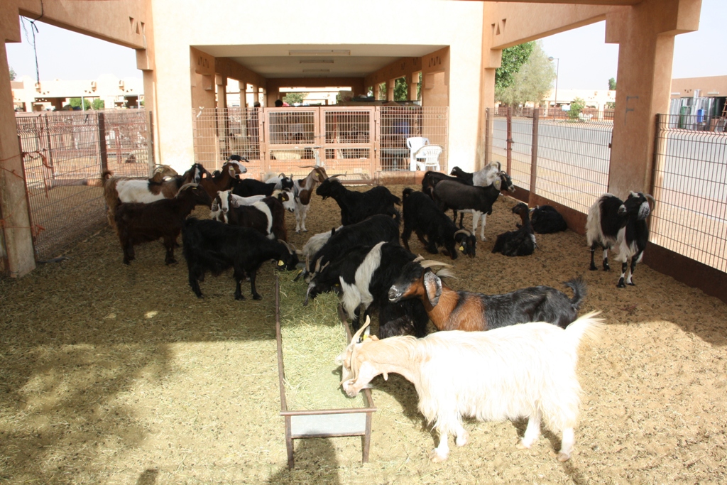 Goat Market, Al Ain, Abu Dhabi, United Arab Emirates