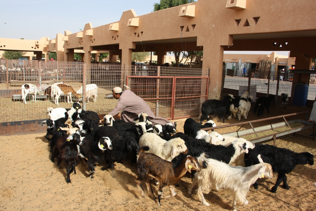 Goat Market, Al Ain, Abu Dhabi, United Arab Emirates