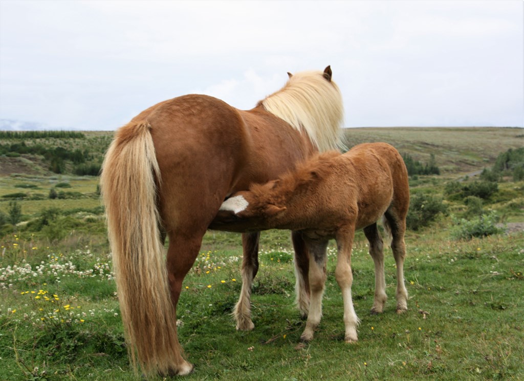 Icelandic Horse