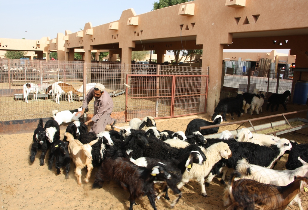 Goat Market, Al Ain, Abu Dhabi, United Arab Emirates