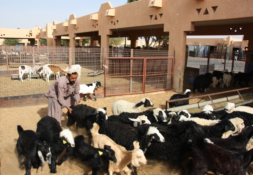 Goat Market, Al Ain, Abu Dhabi, United Arab Emirates