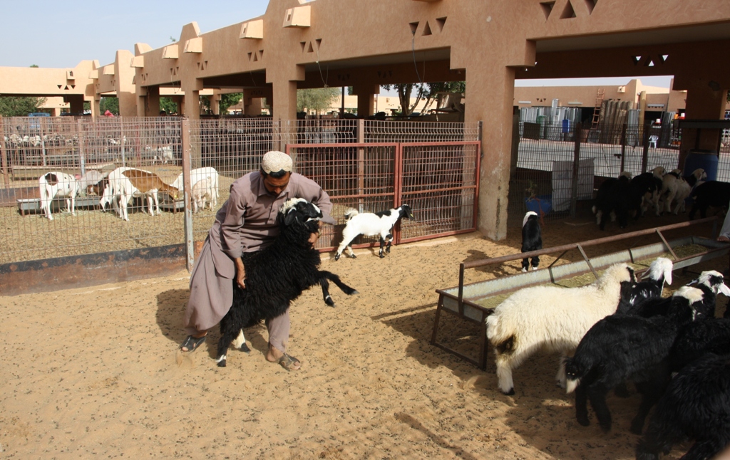 Goat Market, Al Ain, Abu Dhabi, United Arab Emirates