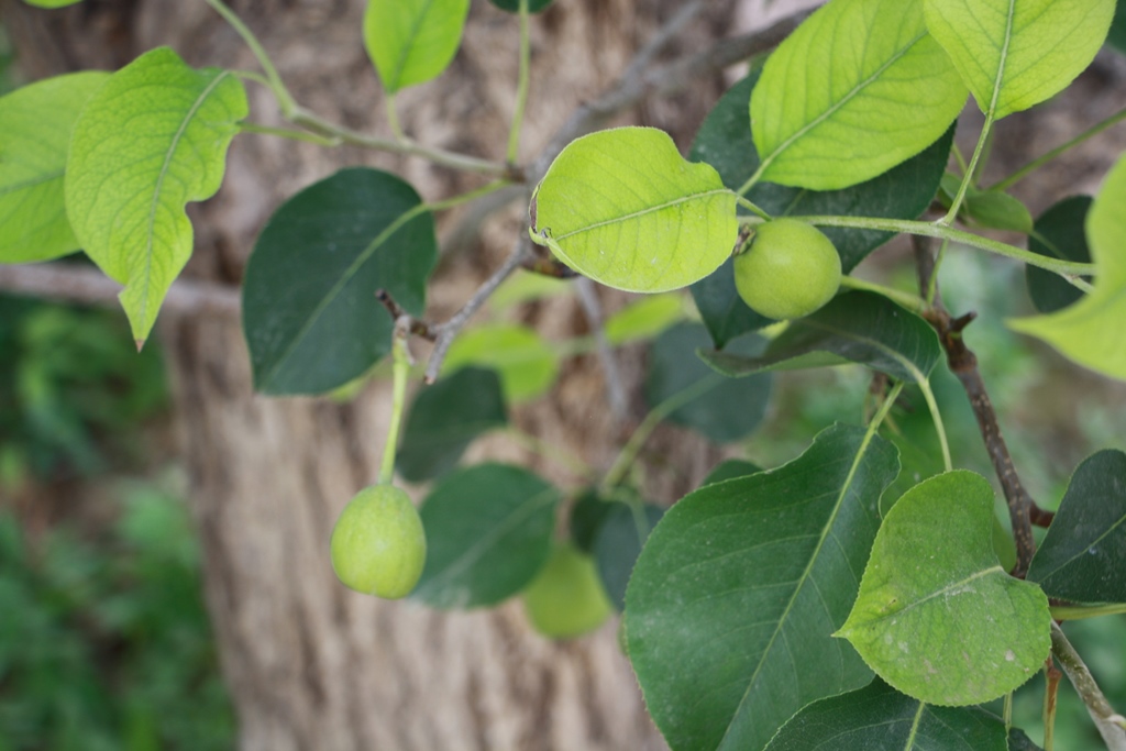 Fragrant Pear Orchard, Korla, Xinjiang, China