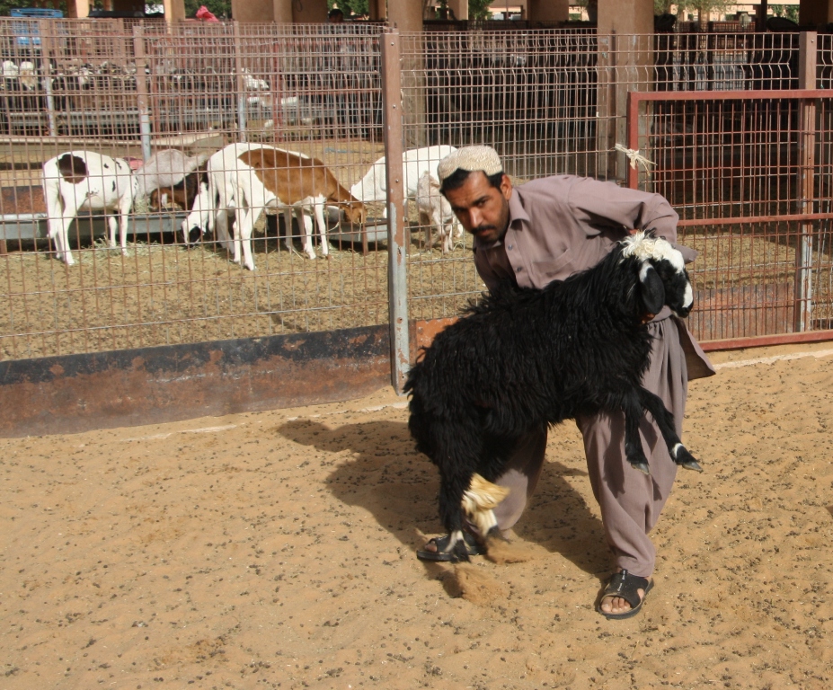 Goat Market, Al Ain, Abu Dhabi, United Arab Emirates