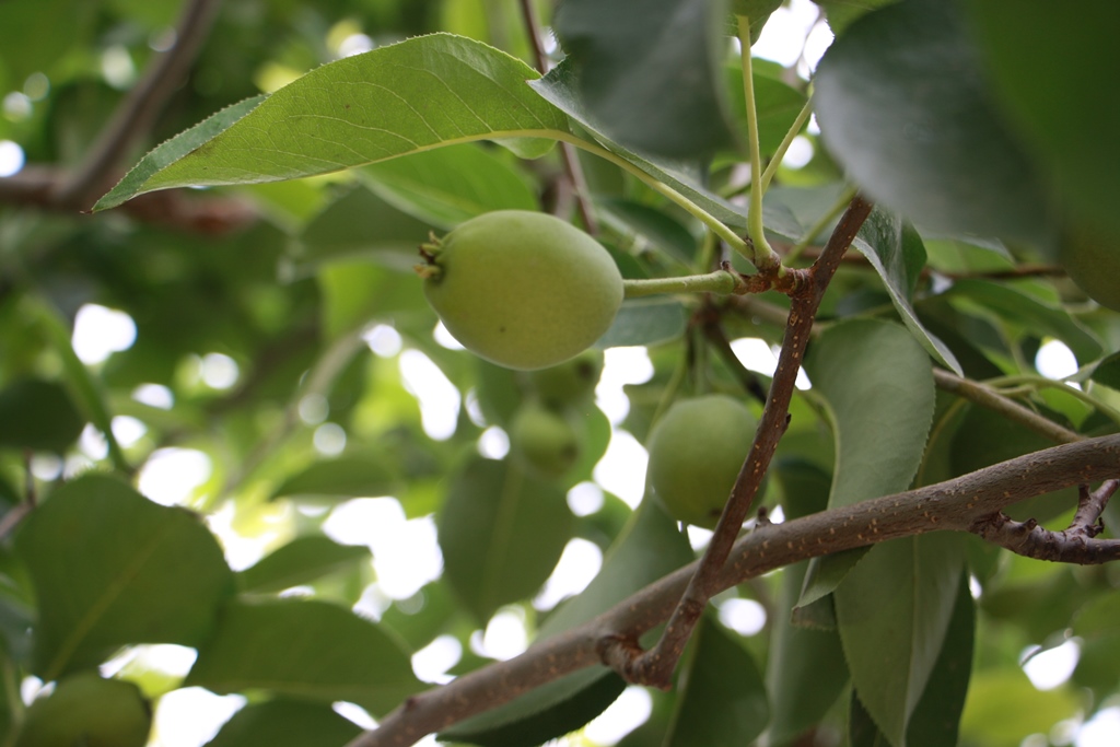 Fragrant Pear Orchard, Korla, Xinjiang, China