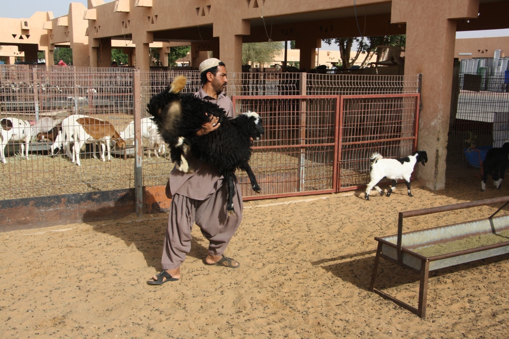 Goat Market, Al Ain, Abu Dhabi, United Arab Emirates