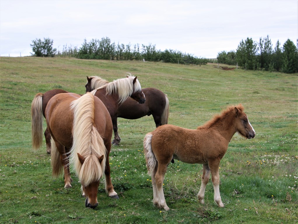 Icelandic Horse