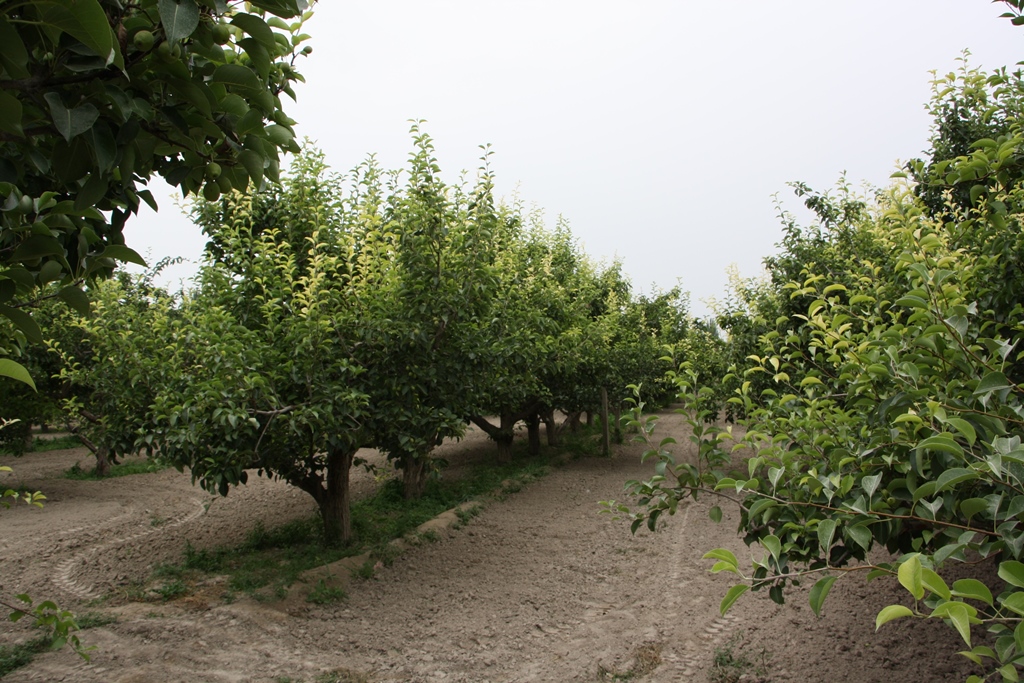 Fragrant Pear Orchard, Korla, Xinjiang, China