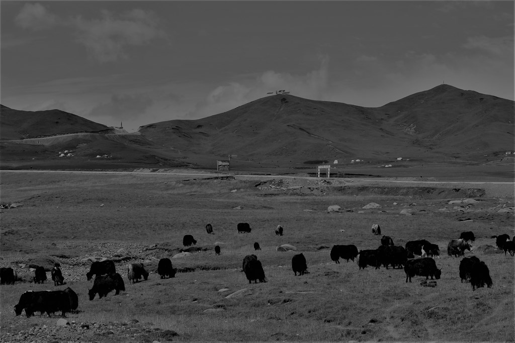 Sangke Grassland, Gannan Tibetan Autonomous Prefecture, Gansu Province, China