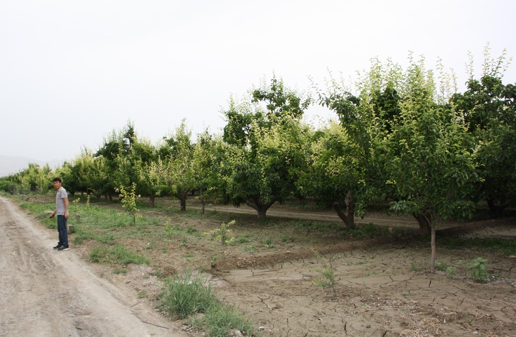 Fragrant Pear Orchard, Korla, Xinjiang, China