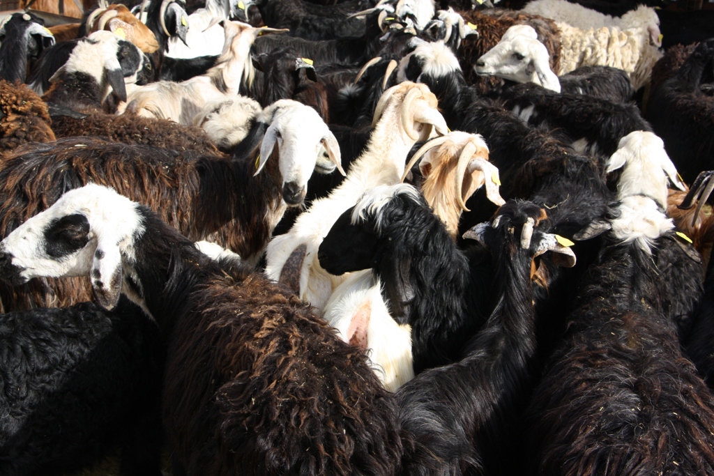 Goat Market, Al Ain, Abu Dhabi, United Arab Emirates