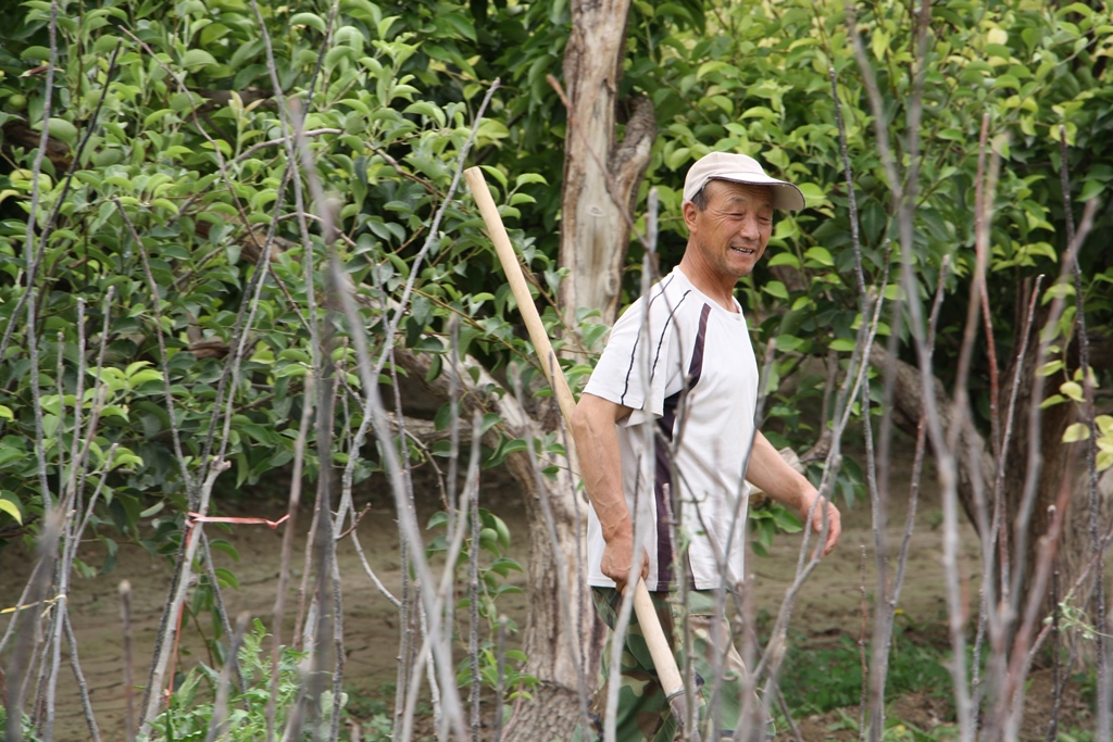 Fragrant Pear Orchard, Korla, Xinjiang, China