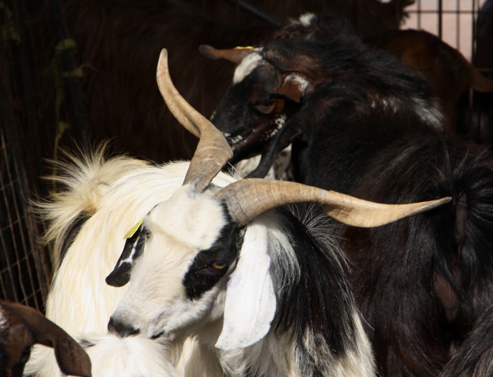 Goat Market, Al Ain, Abu Dhabi, United Arab Emirates