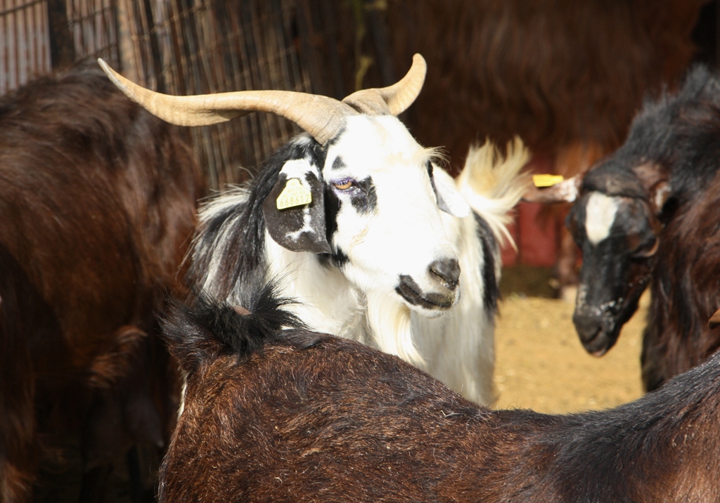 Goat Market, Al Ain, Abu Dhabi, United Arab Emirates