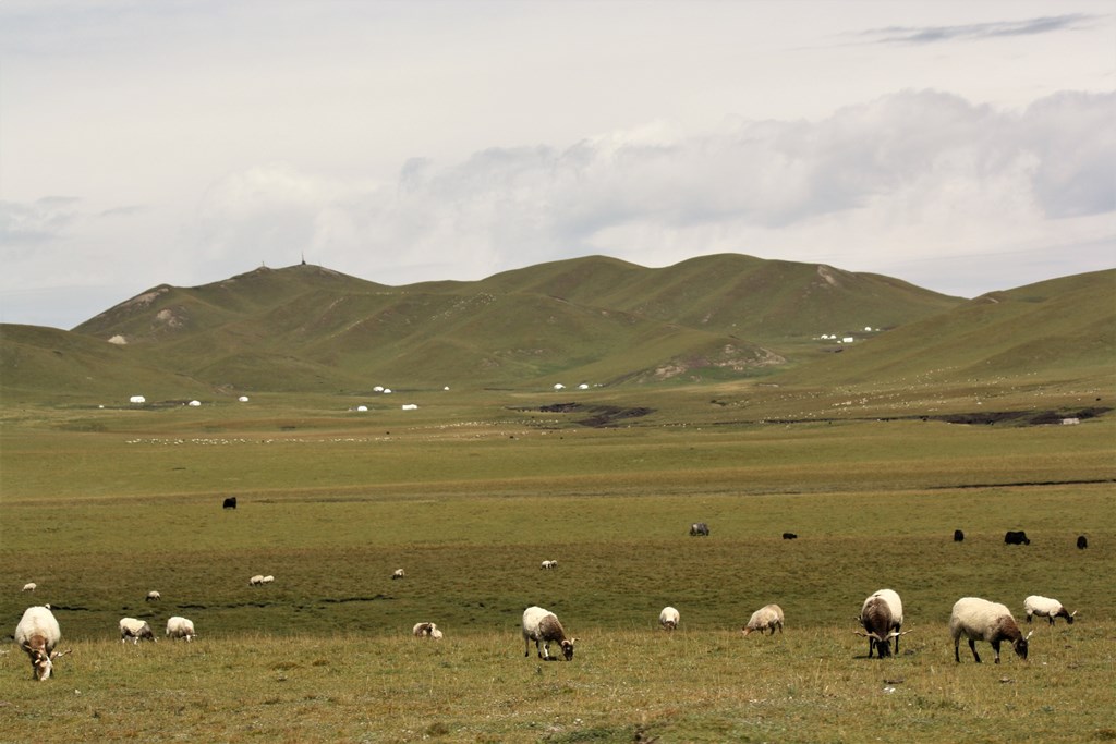 Sangke Grassland, Gannan Tibetan Autonomous Prefecture, Gansu Province, China
