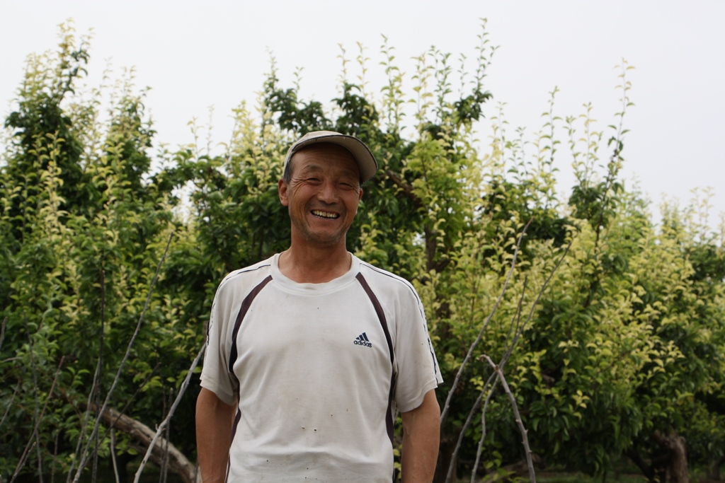 Fragrant Pear Orchard, Korla, Xinjiang, China