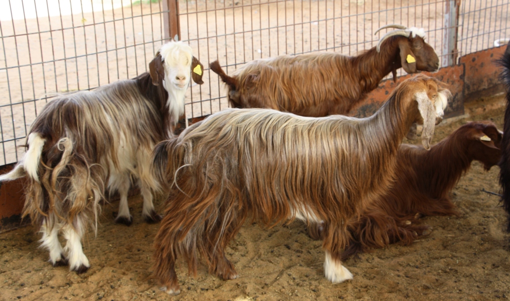 Goat Market, Al Ain, Abu Dhabi, United Arab Emirates