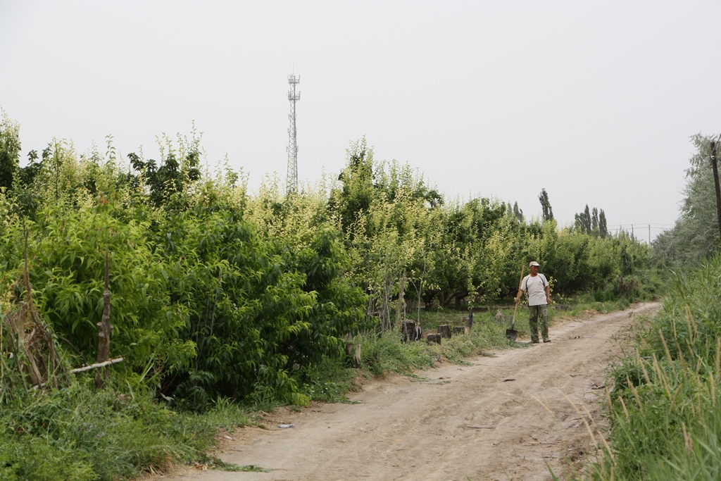 Fragrant Pear Orchard, Korla, Xinjiang, China