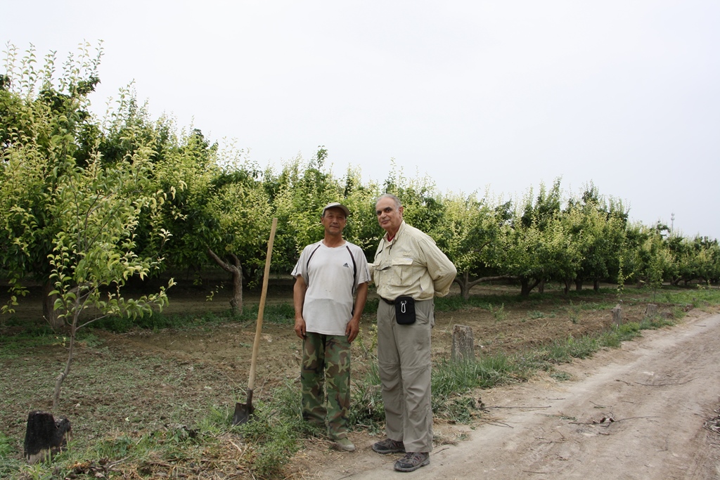 Fragrant Pear Orchard, Korla, Xinjiang, China