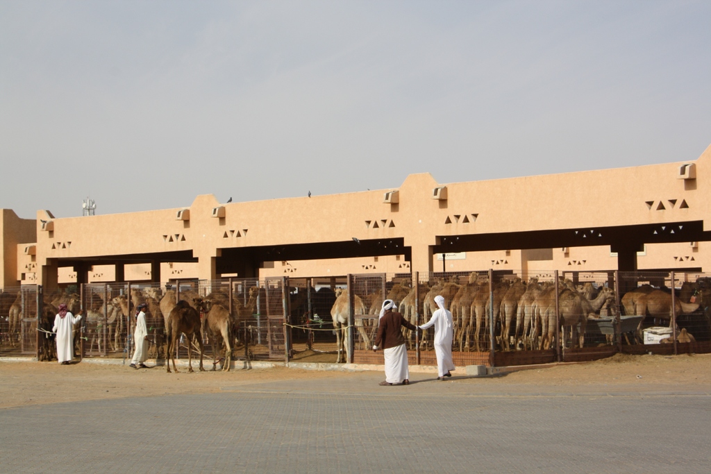 Camel Market, Al Ain, Abu Dhabi, UAE