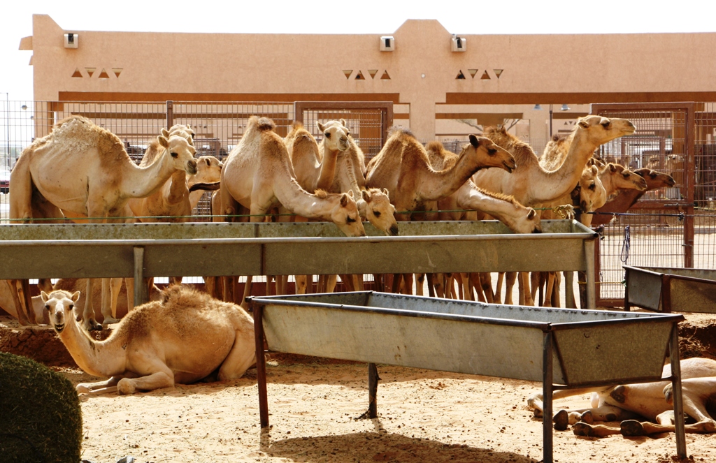 Camel Market, Al Ain, Abu Dhabi, UAE