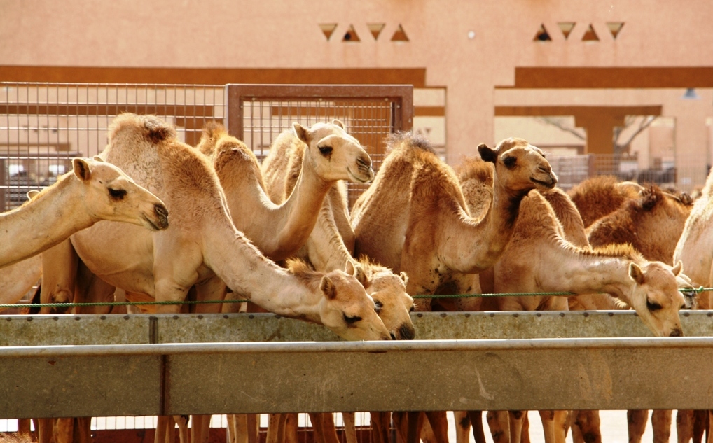 Camel Market, Al Ain, Abu Dhabi, UAE