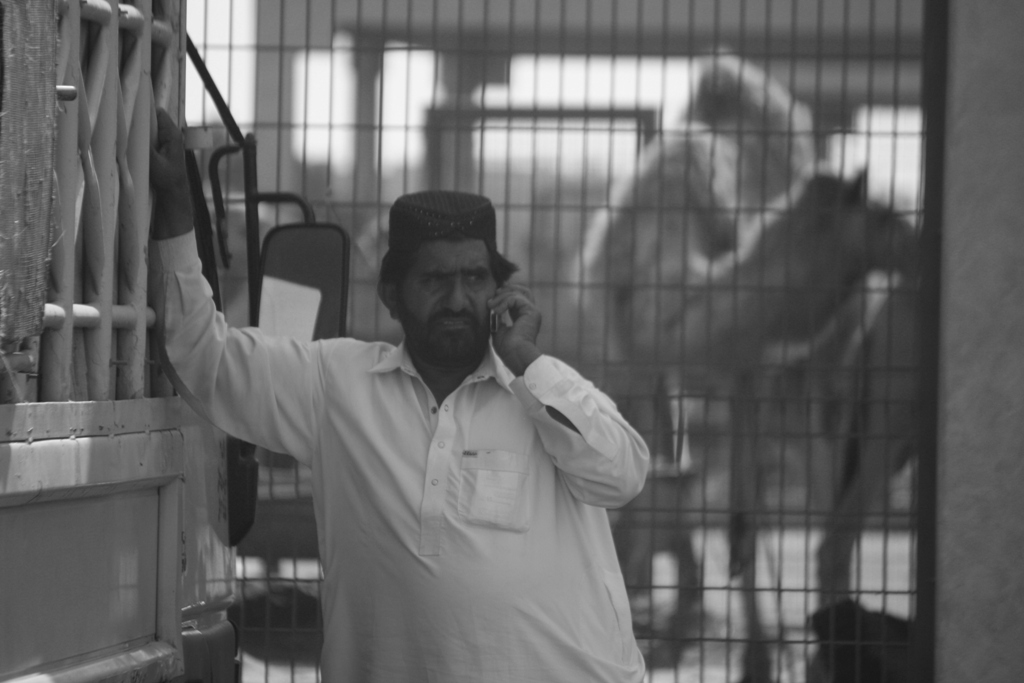 Camel Market, Al Ain, Abu Dhabi, UAE