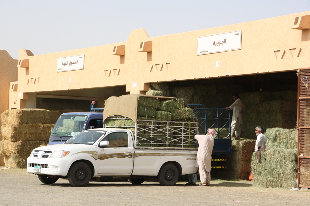 Camel Market, Al Ain, Abu Dhabi, UAE