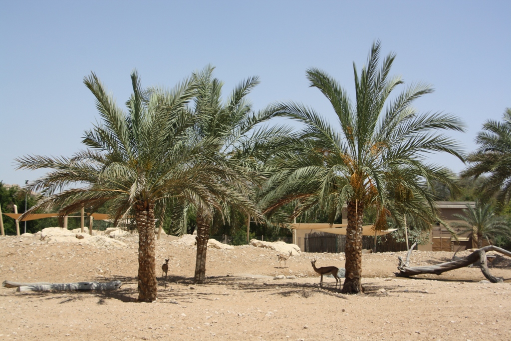 Al Ain Zoo, Abu Dhabi, United Arab Emirates