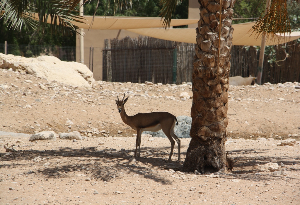 Arabian Gazelle, Al Ain Zoo, Abu Dhabi, United Arab Emirates