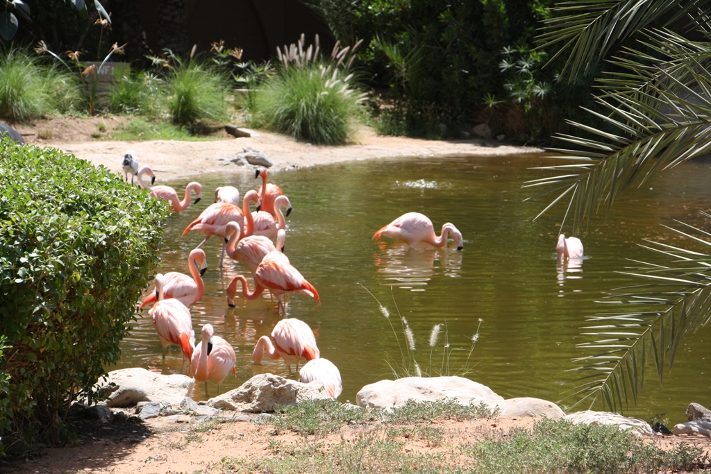 Al Ain Zoo, Abu Dhabi, United Arab Emirates