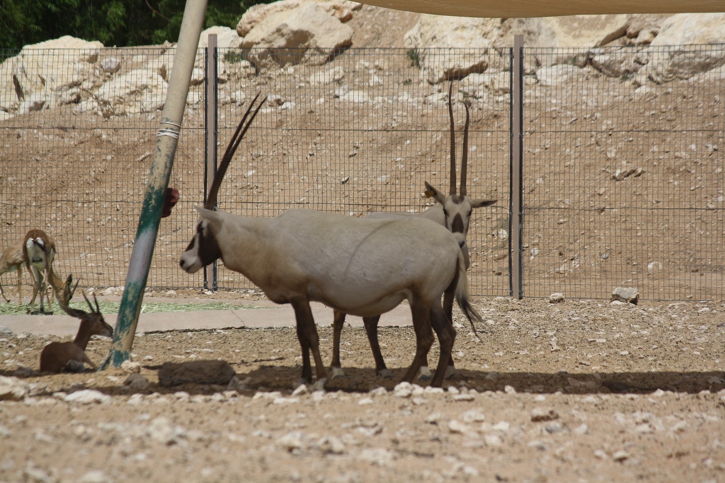 Arabian Oryx, Al Ain Zoo, Abu Dhabi, United Arab Emirates