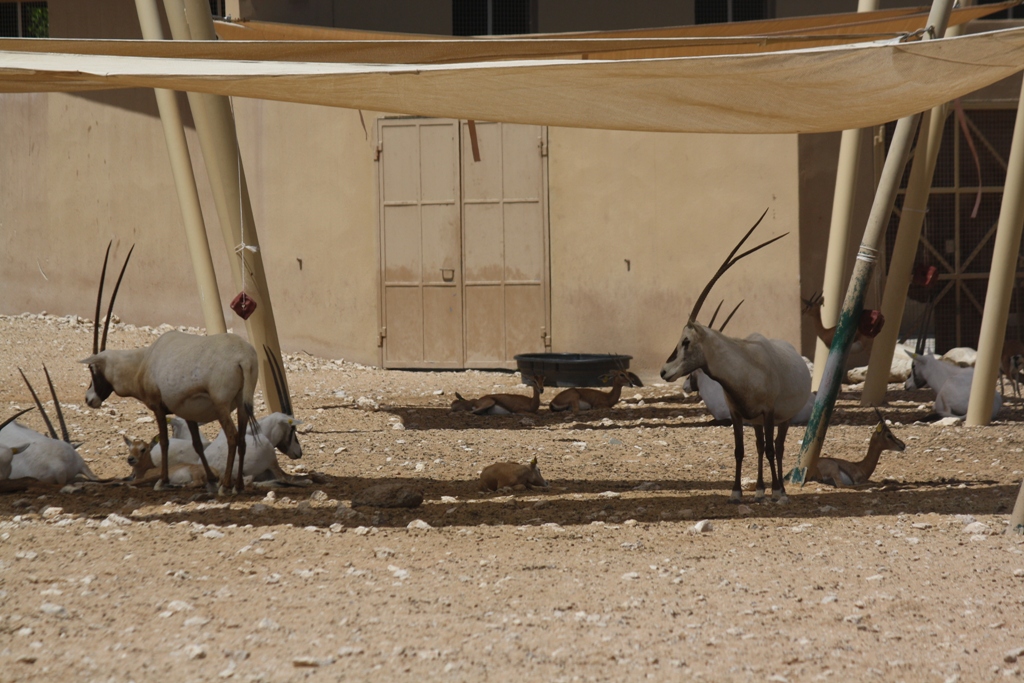 Arabian Oryx, Al Ain Zoo, Abu Dhabi, United Arab Emirates