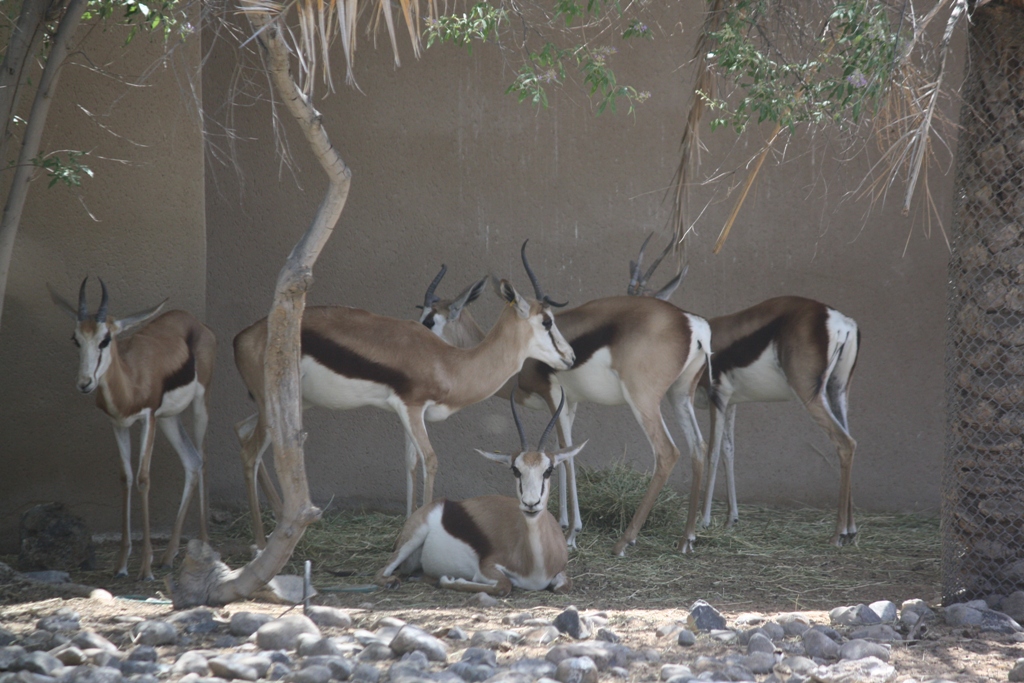 Springbok, Al Ain Zoo, Abu Dhabi, United Arab Emirates