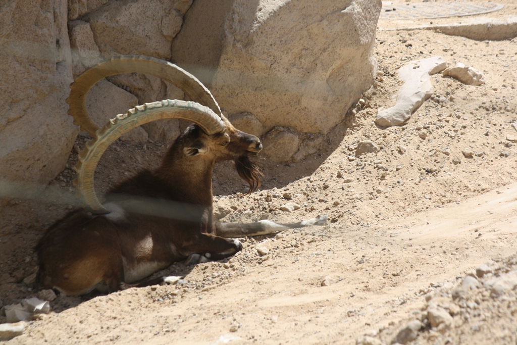 Nubian Ibex, Al Ain Zoo, Abu Dhabi, United Arab Emirates