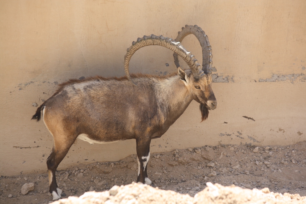 Nubian Ibex, Al Ain Zoo, Abu Dhabi, United Arab Emirates