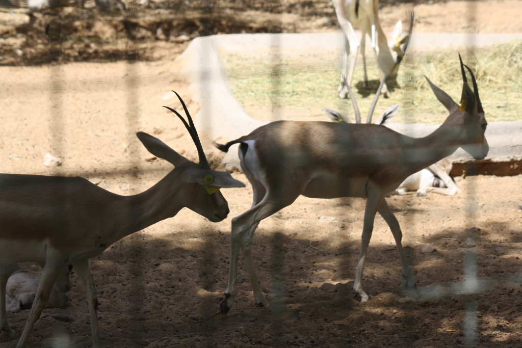 Sand Gazelle, Al Ain Zoo, Abu Dhabi, United Arab Emirates