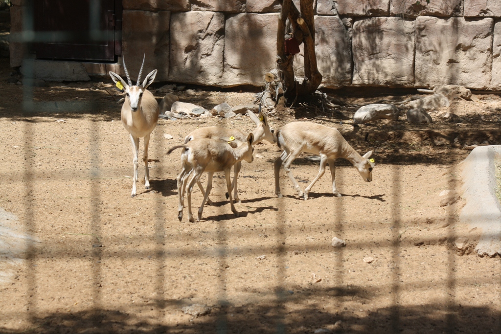 Sand Gazelle, Al Ain Zoo, Abu Dhabi, United Arab Emirates